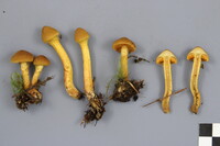 Cortinarius malicorius image